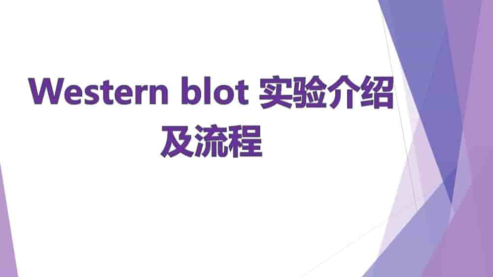 WesternBlot实验介绍及流程