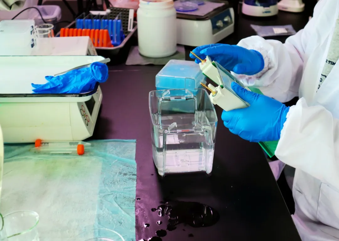 德航五洲&品科研专业提供Western Blot|间接ELISA|免疫共沉淀(Co-IP)实验服务